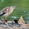 Bukacek zlutonohy - Ixobrychus sinensis - Yellow Bittern o8727